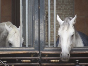 Closest I got to the Lipizzaner Horses of The Spanish Riding School