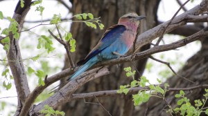 61AA5993-E96B-499A-813F-0186F7E93230