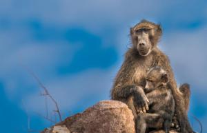 6C160C28-0315-420F-BB98-65A631BF5D1B