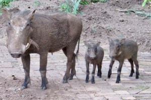 75B8B782-4FF1-42ED-AE1E-C48B84B6E5D3