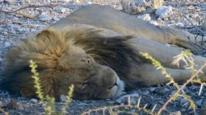 83160DF1-BD97-453F-B4CC-7C45B5355903